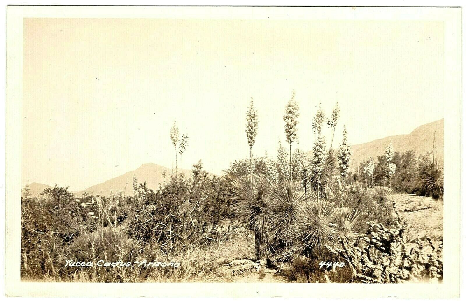 Real Photo Yucca Cactus Arizona 1930s Postcard Rppc