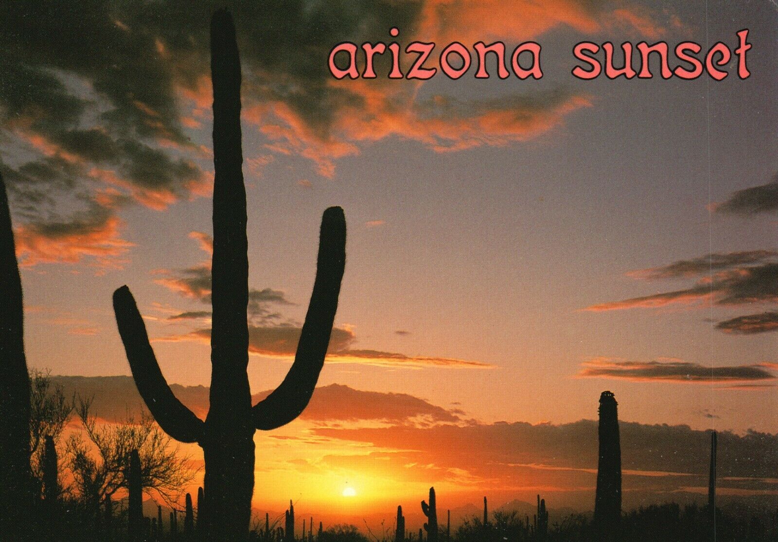 Vintage Postcard Arizona Sunset Inscrutable Saguaro Cactus Tucson Mountain Park
